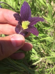 Clematis hirsutissima