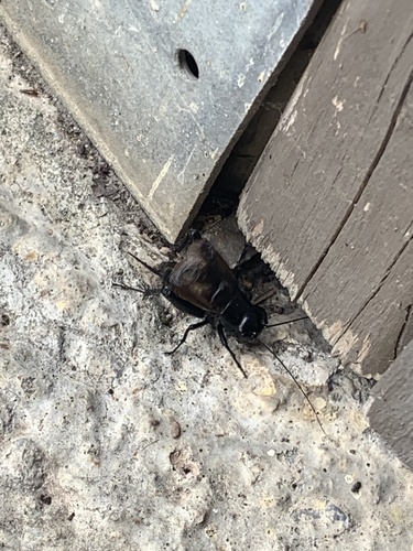 Fall Field Cricket