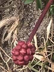 Sanguisorba officinalis