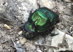 Phanaeus lunaris