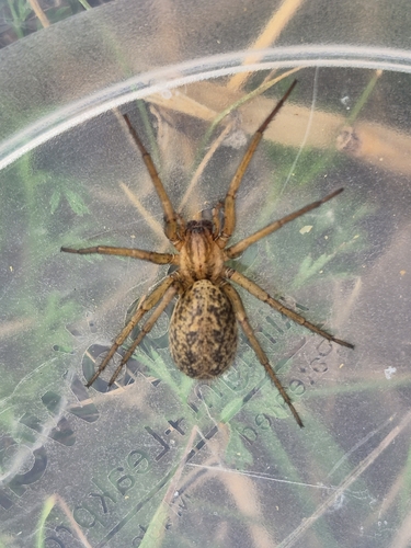 Hobo Spider