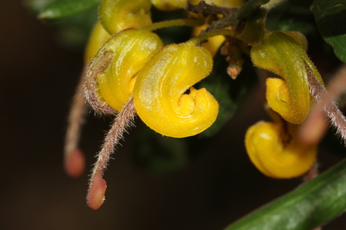 Golden Grevillea