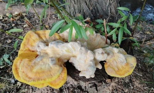 chicken of the woods