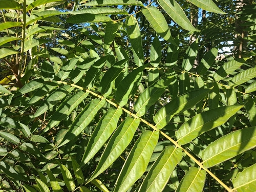 tree-of-heaven