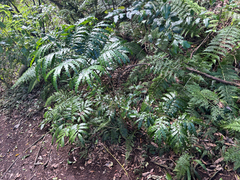 Ptisana salicina