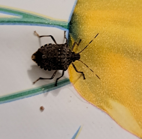 Brown Marmorated Stink Bug