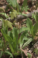 Primula meadia