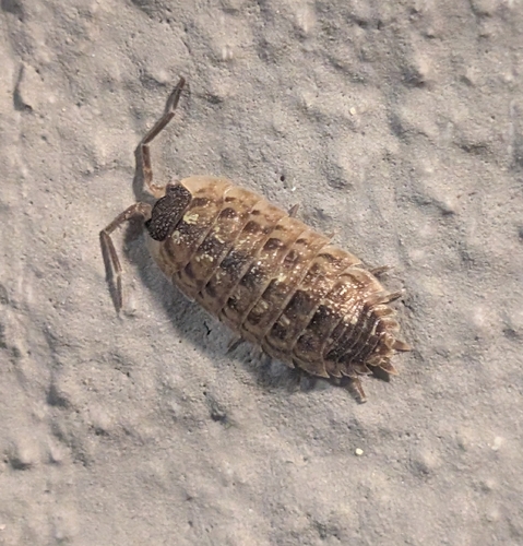 Brickwork Woodlouse