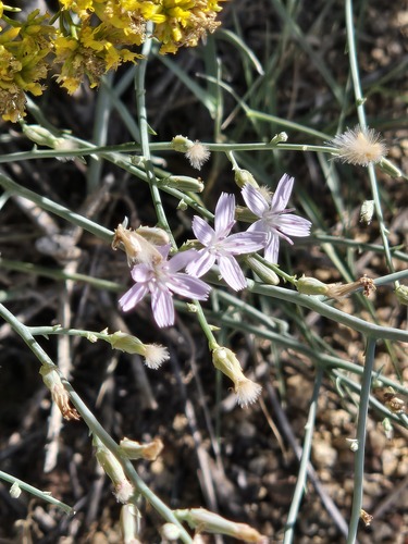 Stephanomeria pauciflora, photograph 4