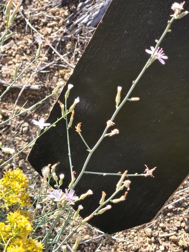Stephanomeria pauciflora, photograph 5