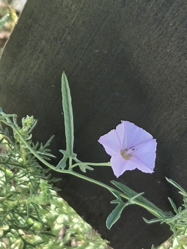 Convolvulus equitans, photograph 4