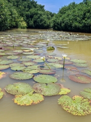 Nymphaea ampla, photograph author not stated, no rights reserved