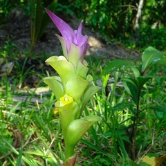 Curcuma caulina