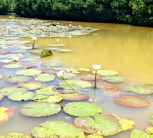 Nymphaea ampla, photograph 3