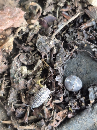 Common Pill Woodlouse