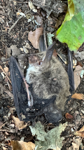 Bechstein's Myotis