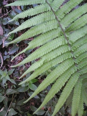 Polypodiopsida
