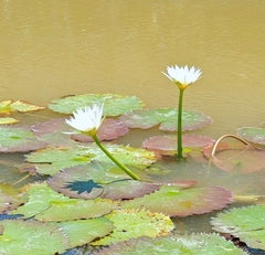 Nymphaea ampla, photograph author not stated, no rights reserved