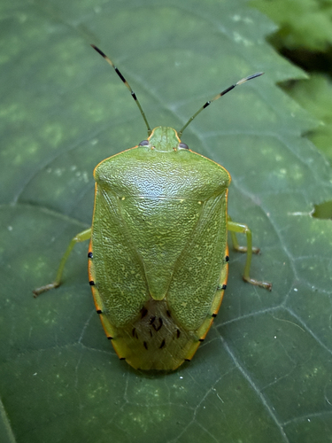 Green stink bug