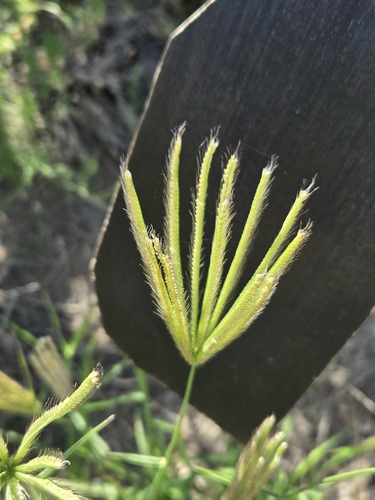 feather finger grass