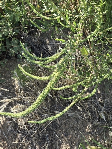 Palmer's Amaranth