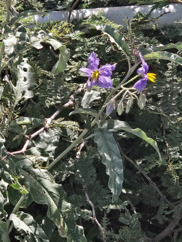 silverleaf nightshade