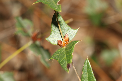 Common Flat-pea