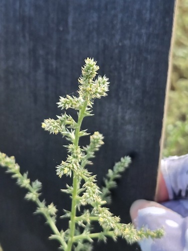 Prickly Russian Thistle