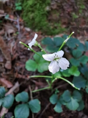 Cardamine trifolia