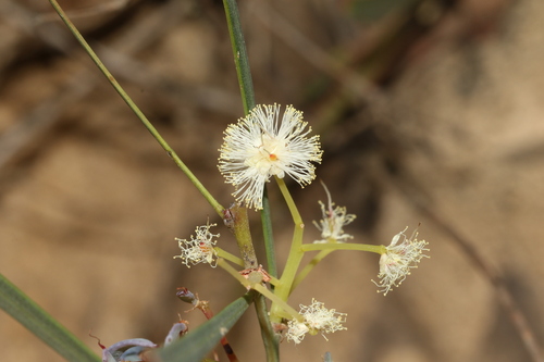 Sweet Wattle