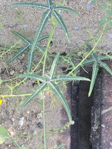 finger-leaved gourd