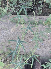 Cucurbita digitata, photograph (c) Jo Roberts, some rights reserved (CC BY)