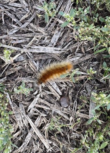 Virginian Tiger Moth