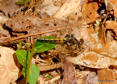 Leucorrhinia intacta
