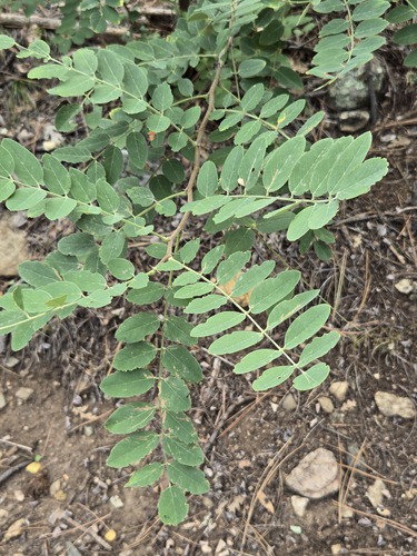 Robinia neomexicana, photograph 5