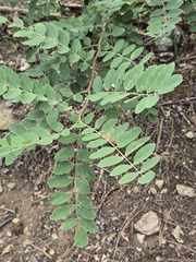 Robinia neomexicana, photograph (c) Jo Roberts, some rights reserved (CC BY)