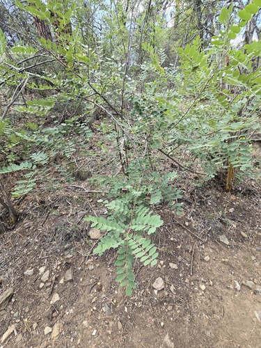 Robinia neomexicana, photograph 6