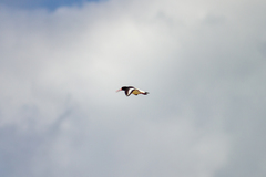 Haematopus ostralegus