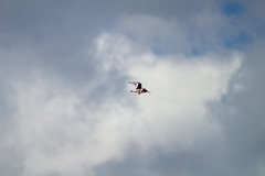 Haematopus ostralegus