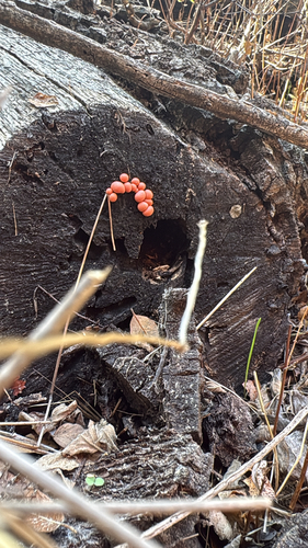 iNaturalist observation photo of Wolf's Milk