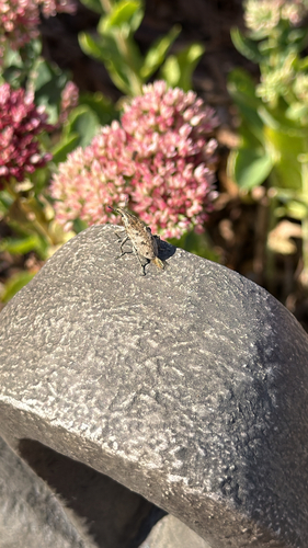 Large Thistle Weevil