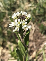 Arabis ciliata