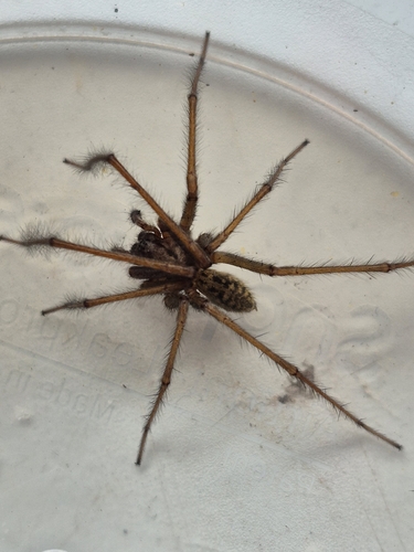 Giant House Spider