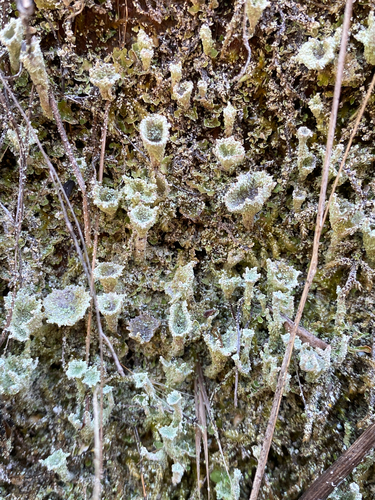 iNaturalist observation photo