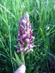 Anacamptis coriophora carpetana