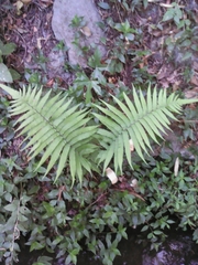 Polypodiopsida