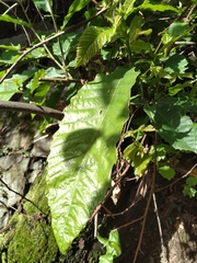 Castanea sativa