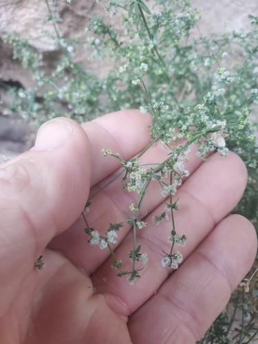 desert bedstraw