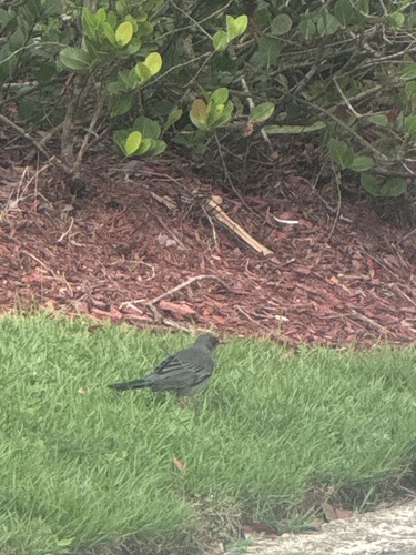 Western Red-legged Thrush