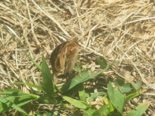 Common Buckeye
